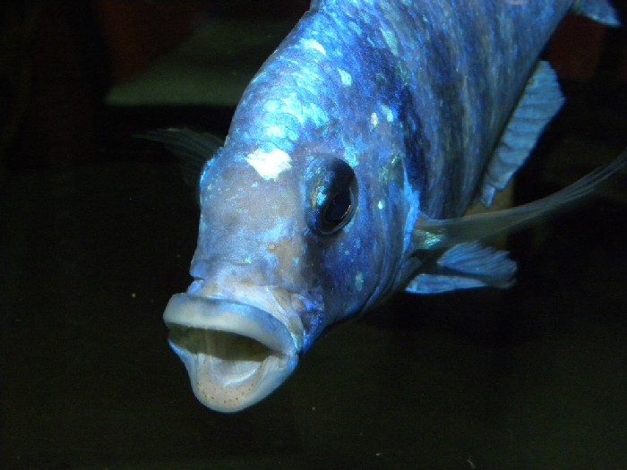 201211885755_Placidochromis maschio.jpg